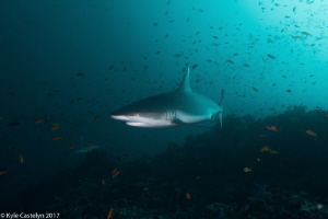 Grey Reef Shark by Kyle Castelyn 